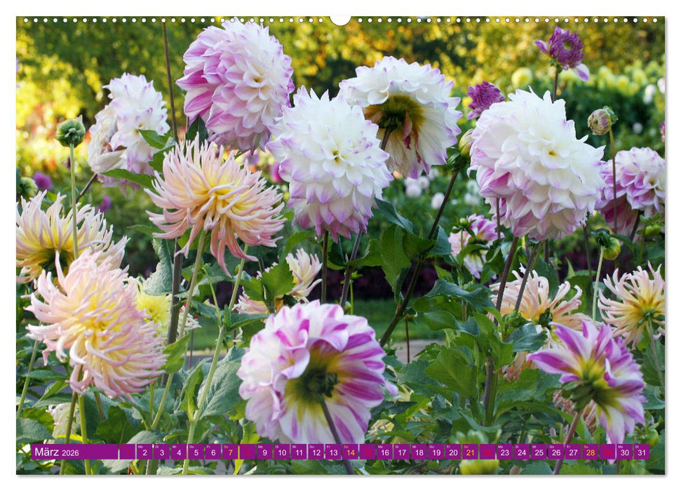 Dahlienglück (CALVENDO Premium Wandkalender 2026)
