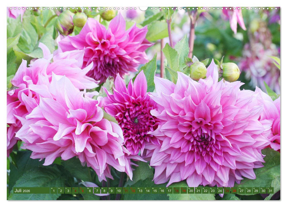 Dahlienglück (CALVENDO Premium Wandkalender 2026)