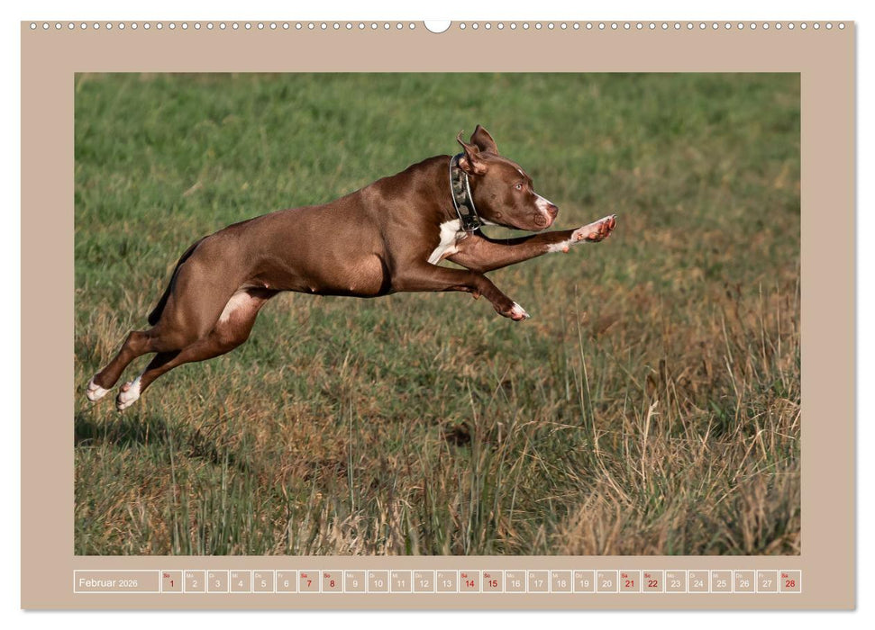 Hunde Action (CALVENDO Premium Wandkalender 2026)