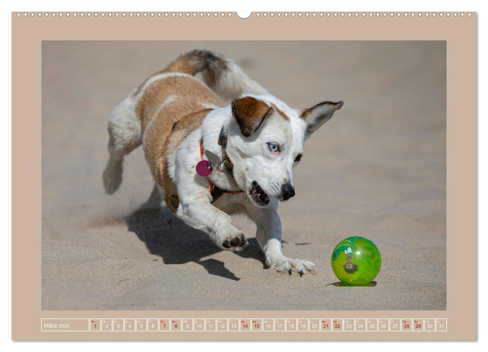 Hunde Action (CALVENDO Premium Wandkalender 2026)