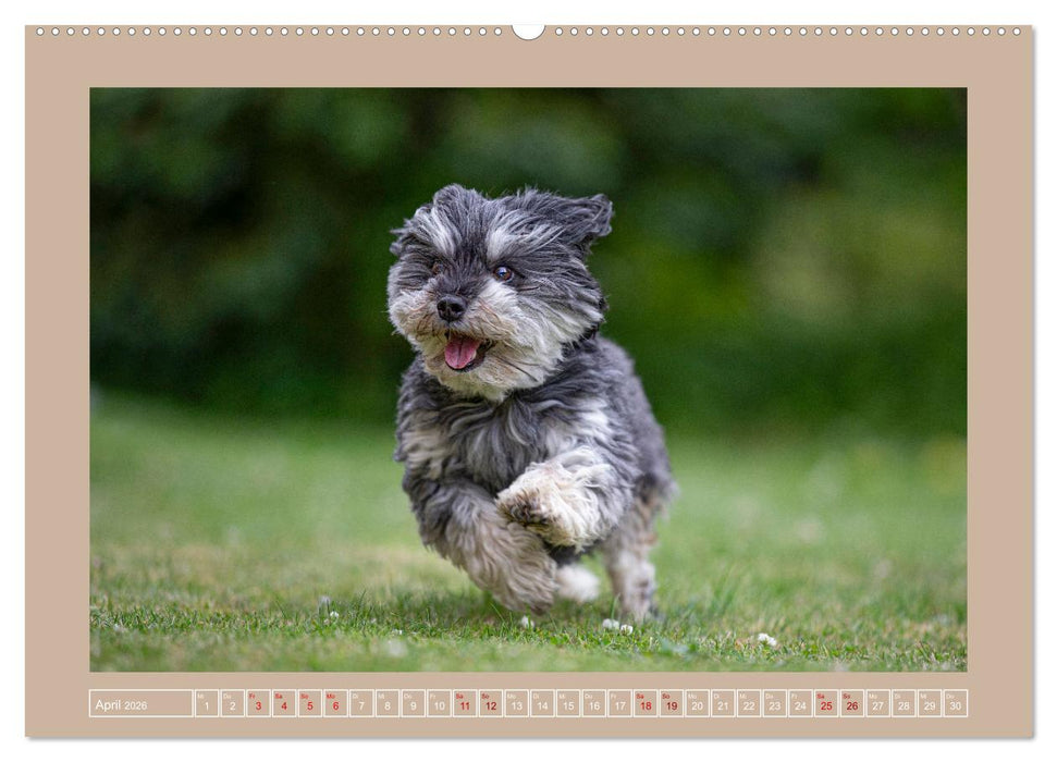 Hunde Action (CALVENDO Premium Wandkalender 2026)