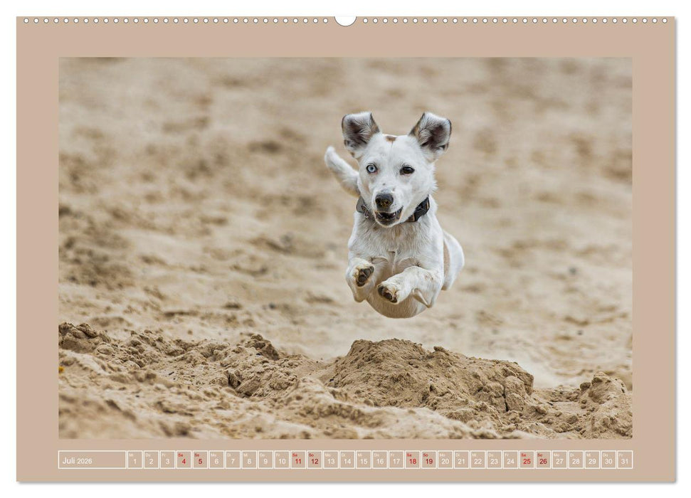 Hunde Action (CALVENDO Premium Wandkalender 2026)