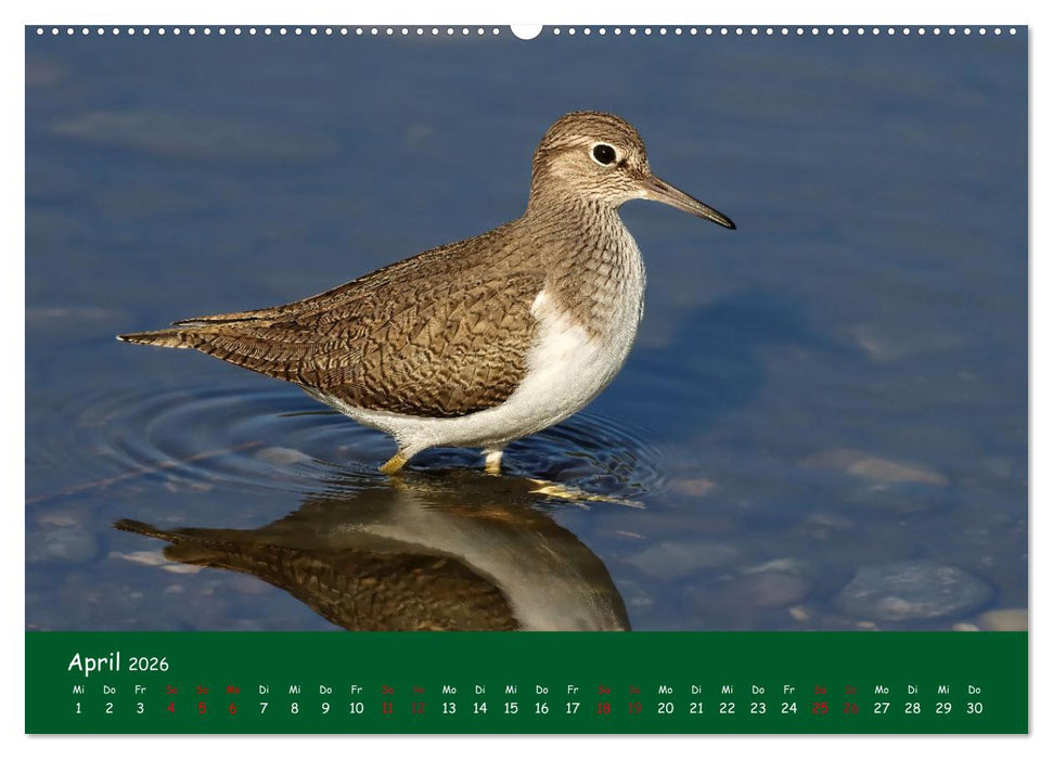 Der Birder (CALVENDO Premium Wandkalender 2026)