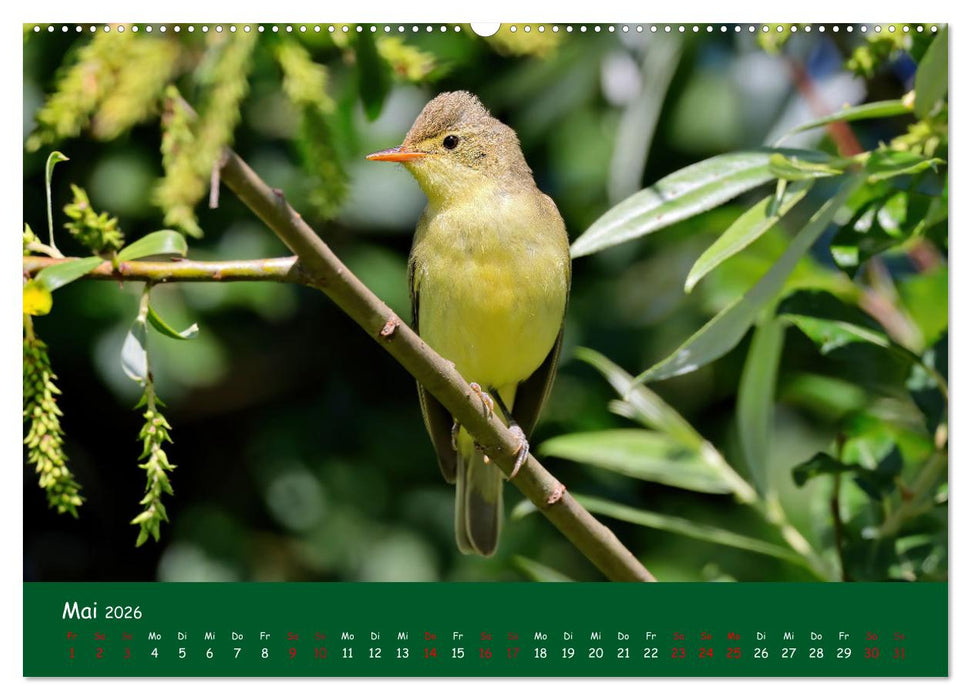 Der Birder (CALVENDO Premium Wandkalender 2026)