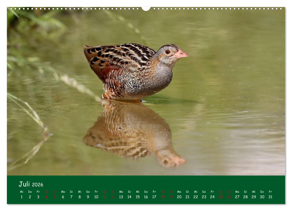 Der Birder (CALVENDO Premium Wandkalender 2026)