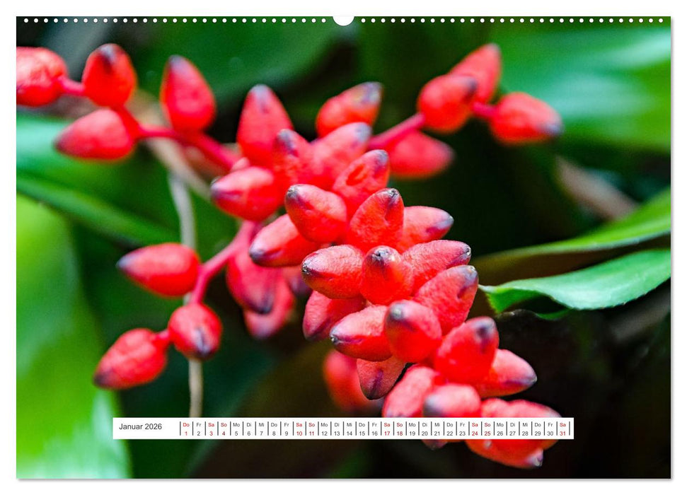 Kakteen - stachelige, blühende Schönheiten (CALVENDO Premium Wandkalender 2026)