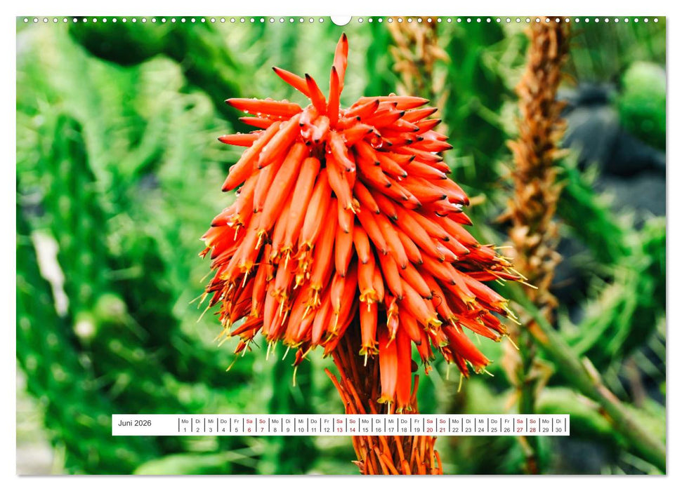 Kakteen - stachelige, blühende Schönheiten (CALVENDO Premium Wandkalender 2026)