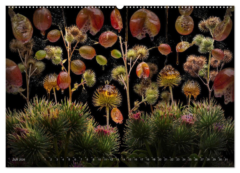 Fruta incognita - Die wundersame Welt des Fotografen Olaf Bruhn (CALVENDO Premium Wandkalender 2026)