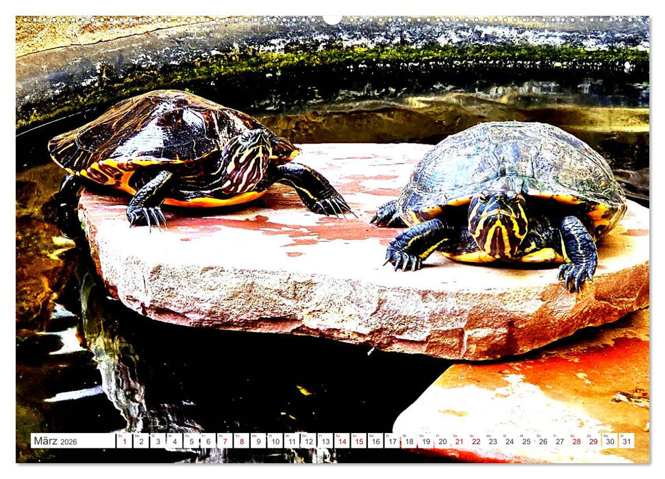Schmuckschildkröten - Schmuckstücke der Natur (CALVENDO Wandkalender 2026)