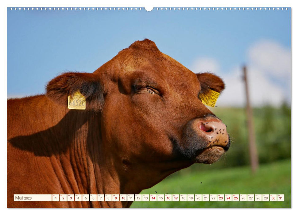 Weiderinder im Frankenwald (CALVENDO Premium Wandkalender 2026)
