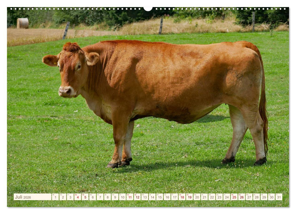 Weiderinder im Frankenwald (CALVENDO Premium Wandkalender 2026)