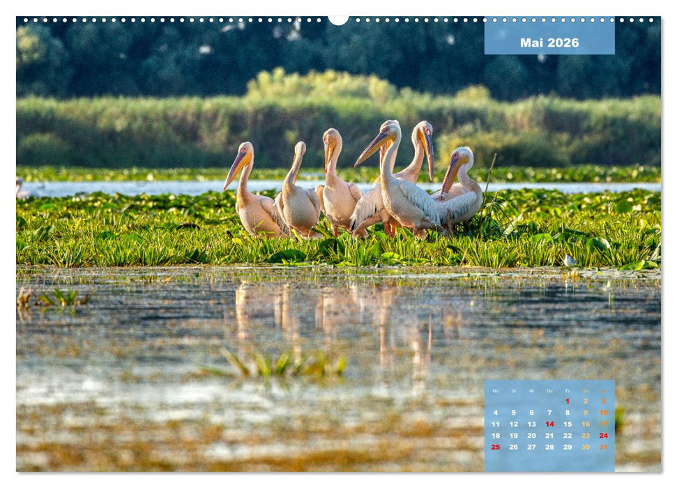 Wildes Donaudelta (CALVENDO Premium Wandkalender 2026)