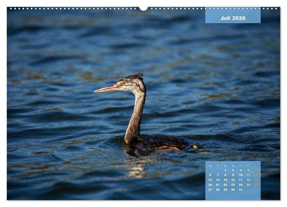 Wildes Donaudelta (CALVENDO Premium Wandkalender 2026)