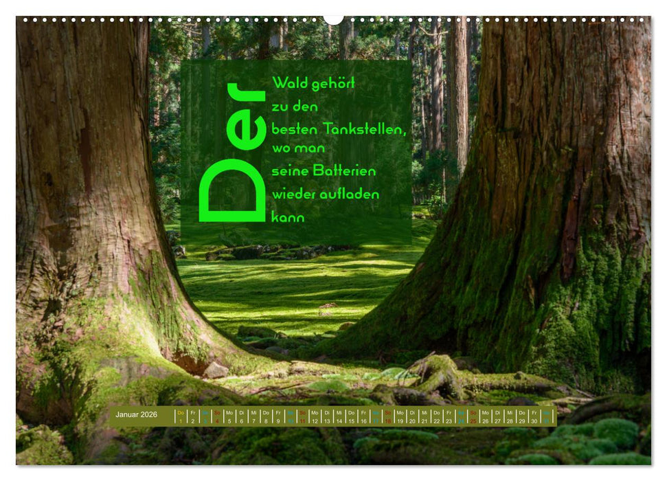WALD Erholung pur (CALVENDO Premium Wandkalender 2026)