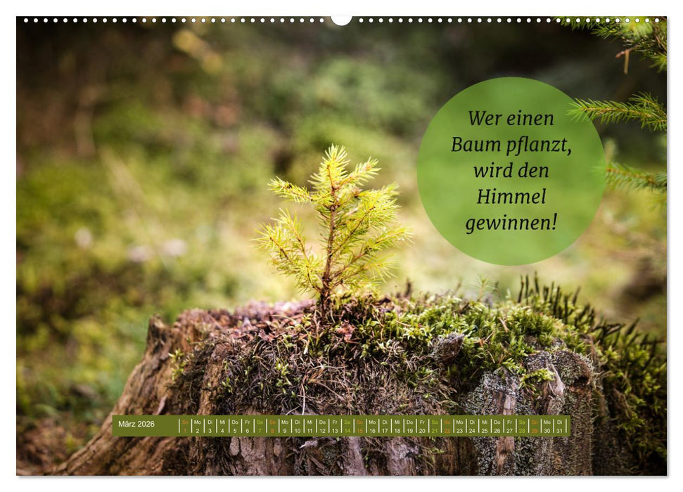 WALD Erholung pur (CALVENDO Premium Wandkalender 2026)