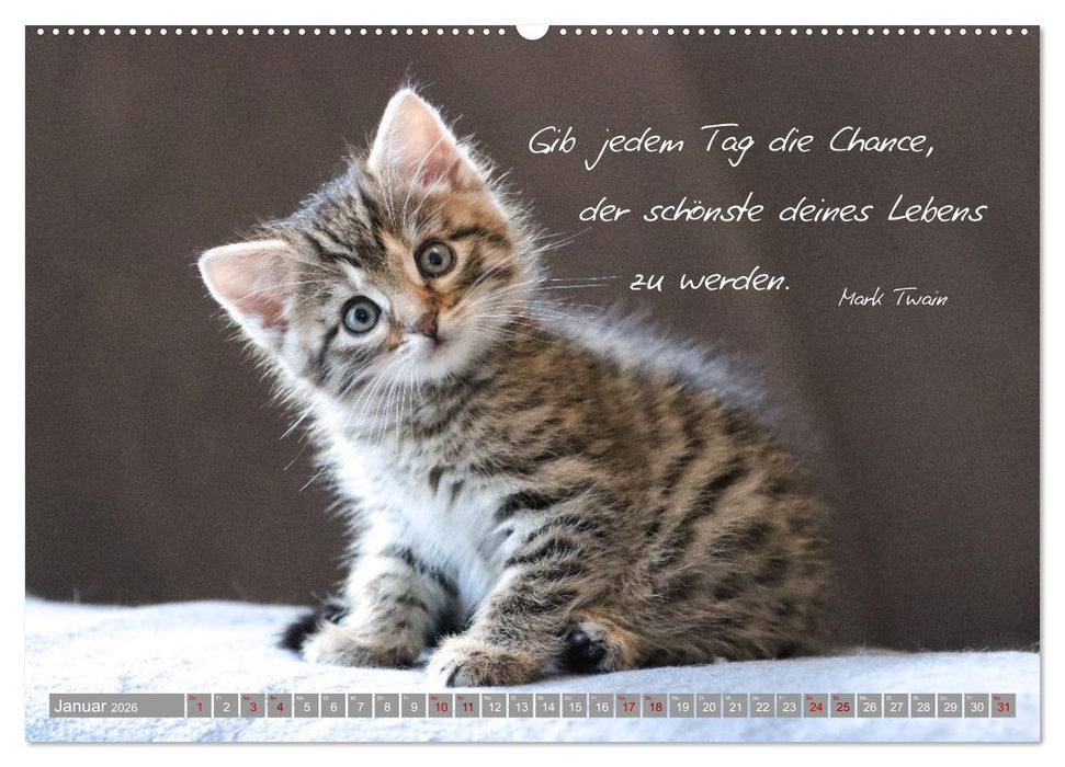 Katzenkinder - zauberhafte Wesen (CALVENDO Premium Wandkalender 2026)