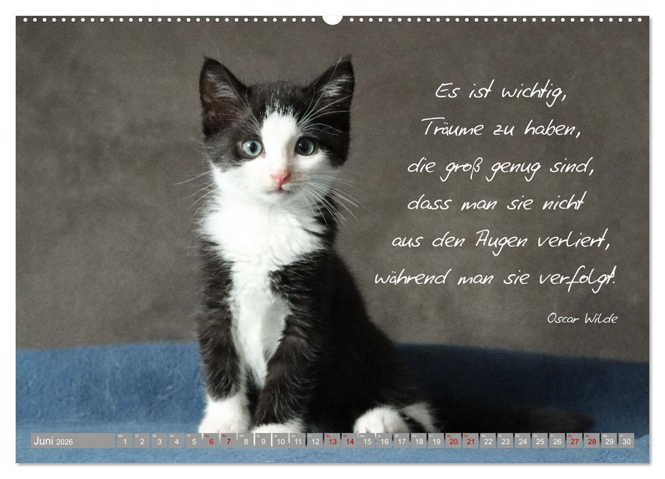 Katzenkinder - zauberhafte Wesen (CALVENDO Premium Wandkalender 2026)
