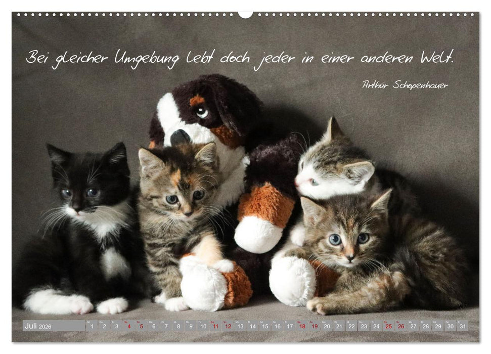 Katzenkinder - zauberhafte Wesen (CALVENDO Premium Wandkalender 2026)
