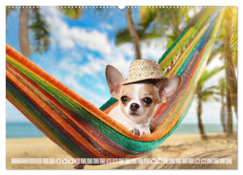 Chillige Chihuahuas - Entspannte Fellnasen genießen das Leben (CALVENDO Wandkalender 2026)