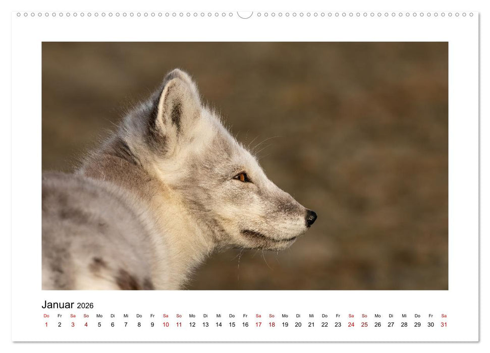 Spitzbergen und der Polarkreis (CALVENDO Premium Wandkalender 2026)