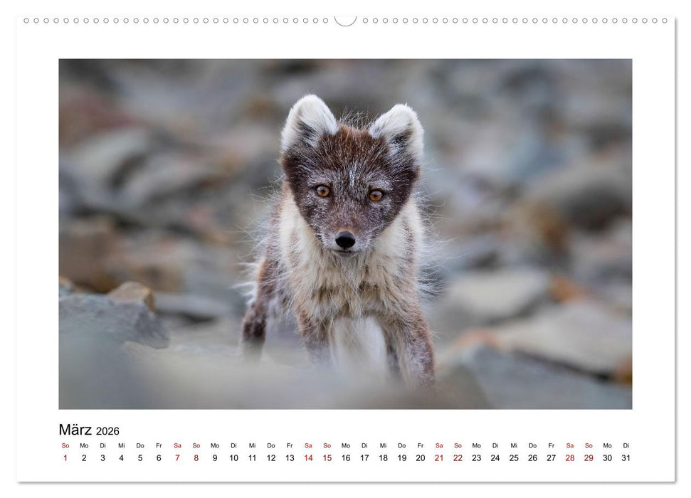 Spitzbergen und der Polarkreis (CALVENDO Premium Wandkalender 2026)