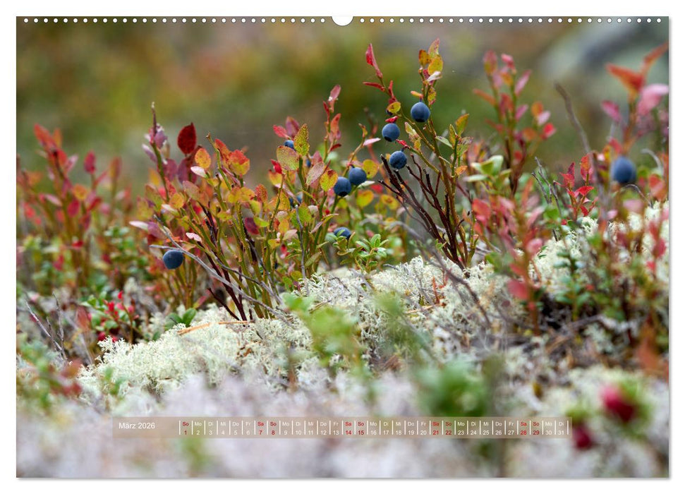 Skandifiziert 2026 (CALVENDO Premium Wandkalender 2026)