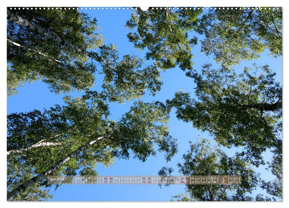 Skandifiziert 2026 (CALVENDO Premium Wandkalender 2026)