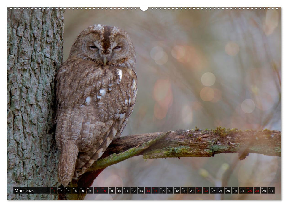 Wo Kauz & Fuchs sich "gut`Nacht" sagen (CALVENDO Premium Wandkalender 2026)