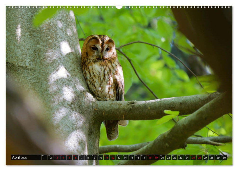 Wo Kauz & Fuchs sich "gut`Nacht" sagen (CALVENDO Premium Wandkalender 2026)