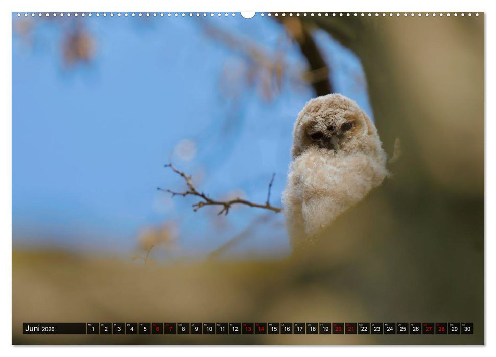 Wo Kauz & Fuchs sich "gut`Nacht" sagen (CALVENDO Premium Wandkalender 2026)