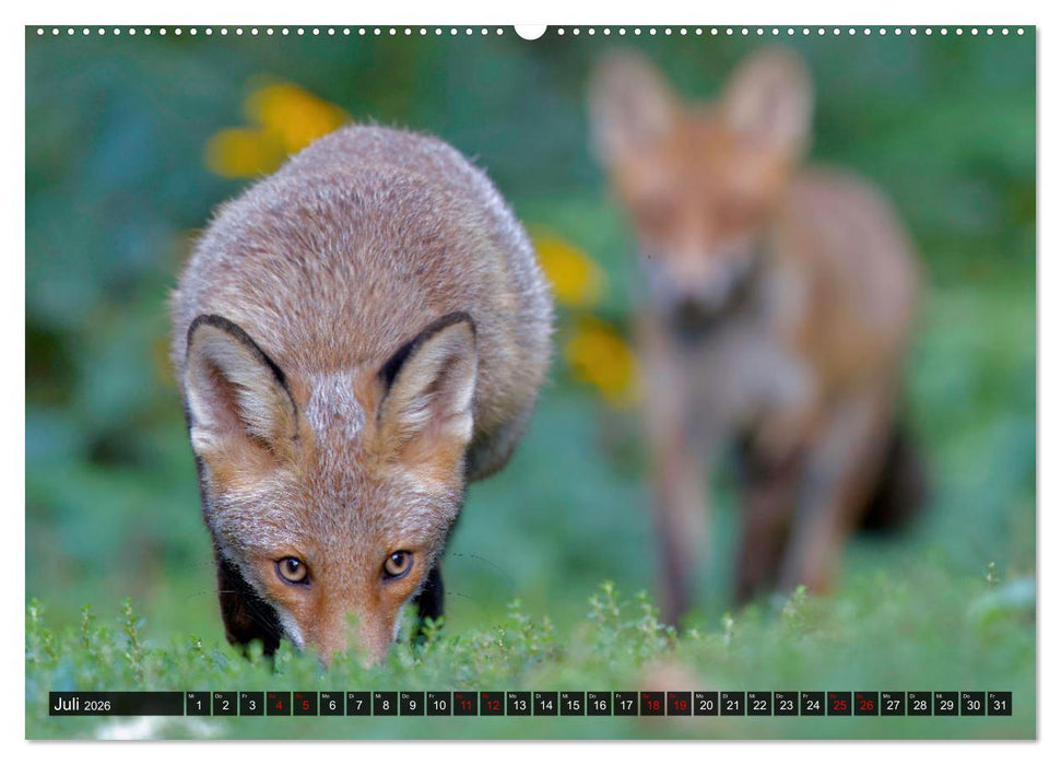 Wo Kauz & Fuchs sich "gut`Nacht" sagen (CALVENDO Premium Wandkalender 2026)