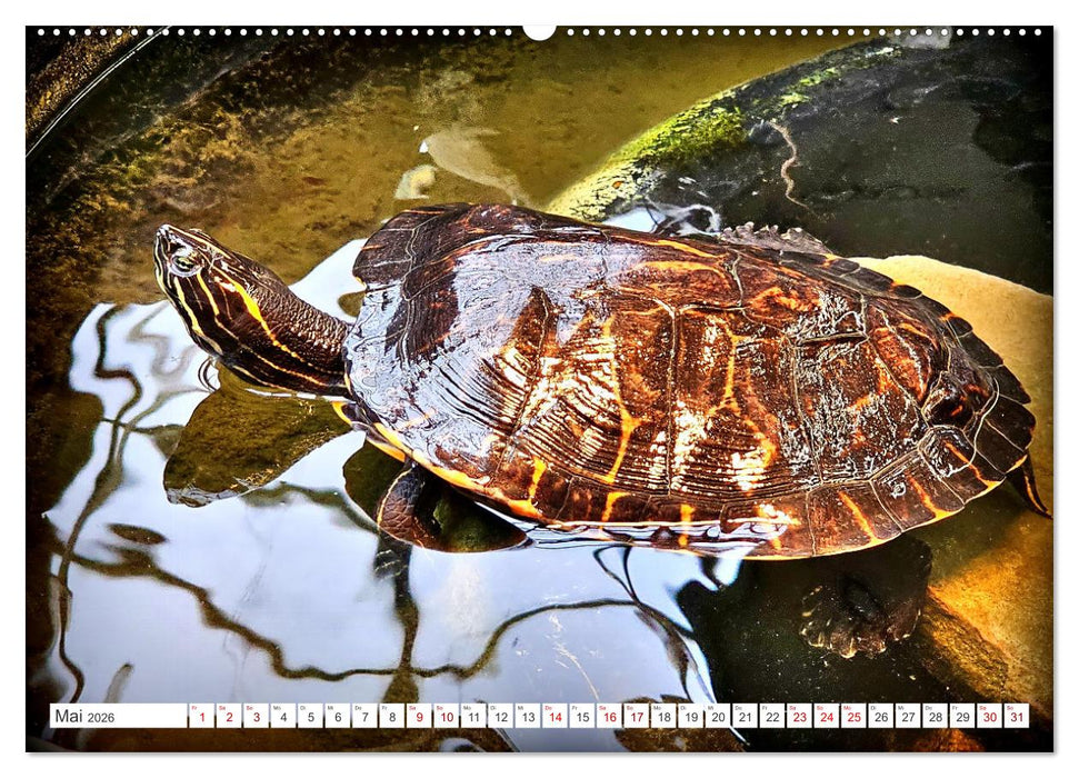 Schmuckschildkröten - Schmuckstücke der Natur (CALVENDO Premium Wandkalender 2026)
