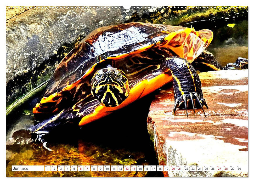 Schmuckschildkröten - Schmuckstücke der Natur (CALVENDO Premium Wandkalender 2026)