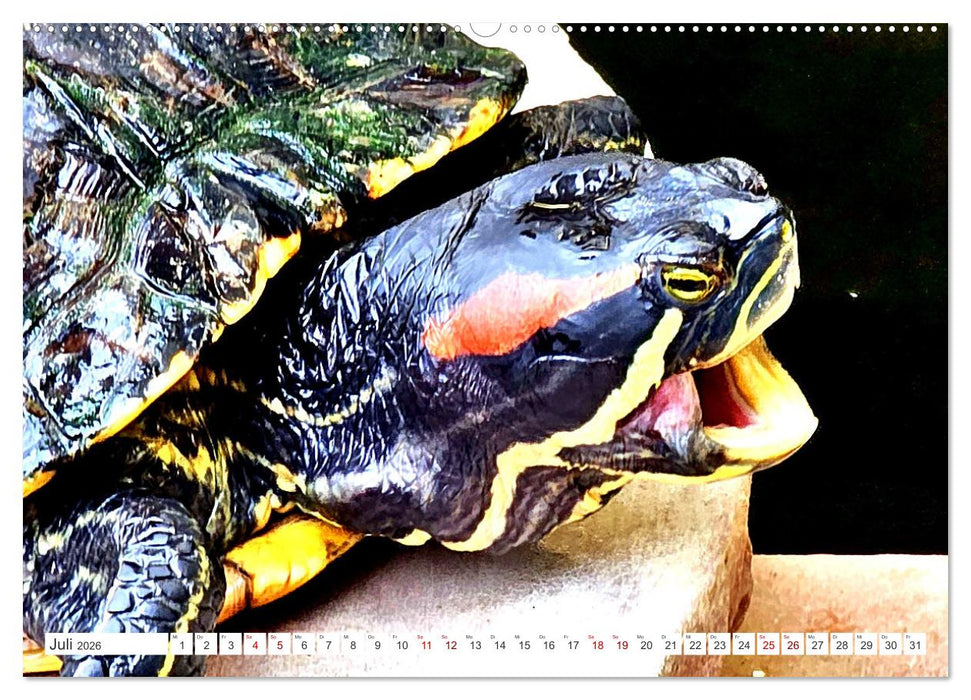 Schmuckschildkröten - Schmuckstücke der Natur (CALVENDO Premium Wandkalender 2026)
