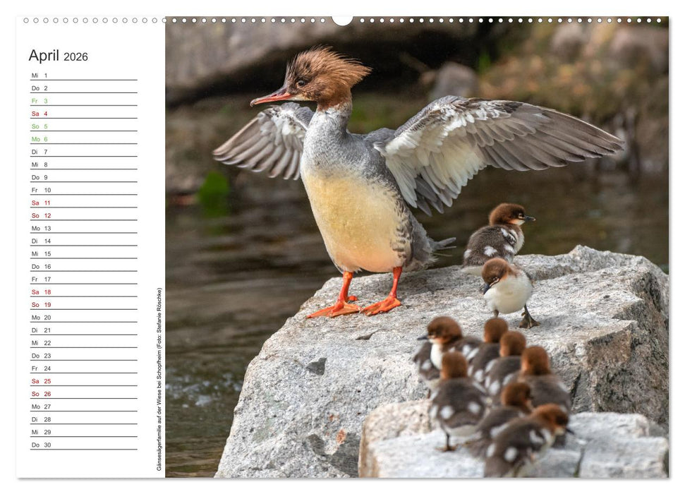 Naturvielfalt Wiesental (CALVENDO Wandkalender 2026)