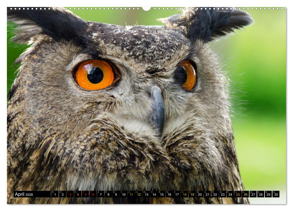 Vögel im Fokus - Ausdrucksstarke Vielfalt in der Vogelwelt (CALVENDO Premium Wandkalender 2026)