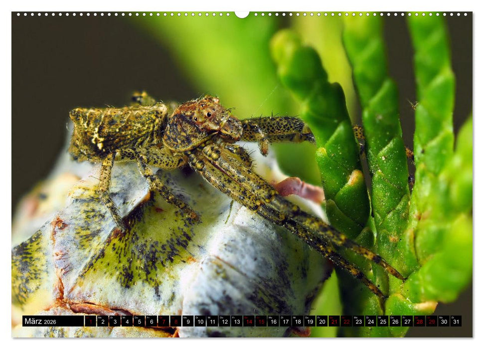 Jäger auf acht Beinen (CALVENDO Premium Wandkalender 2026)