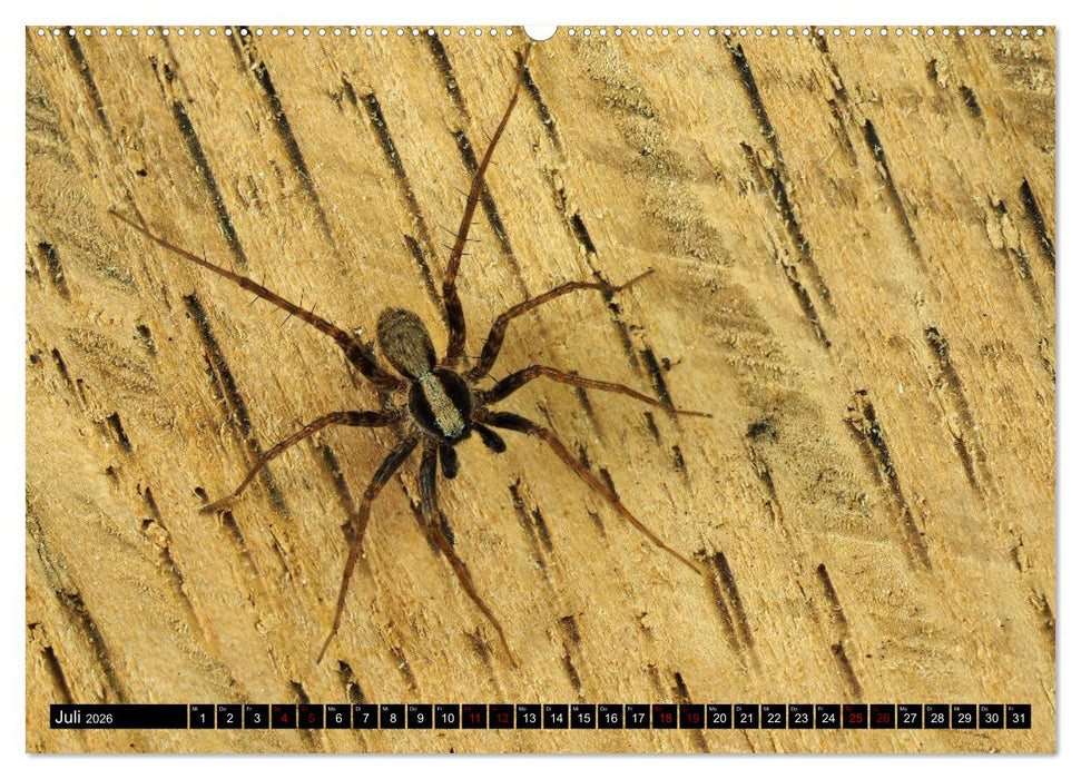 Jäger auf acht Beinen (CALVENDO Premium Wandkalender 2026)