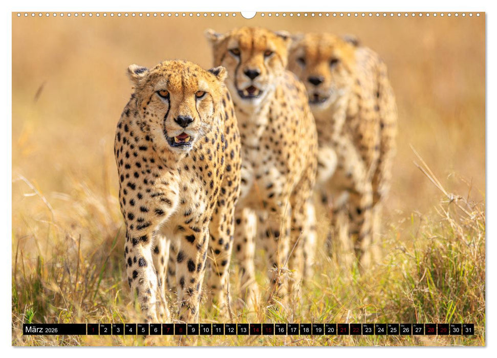 Afrikas Raubkatzen in eindrucksvollen Portraits (CALVENDO Premium Wandkalender 2026)