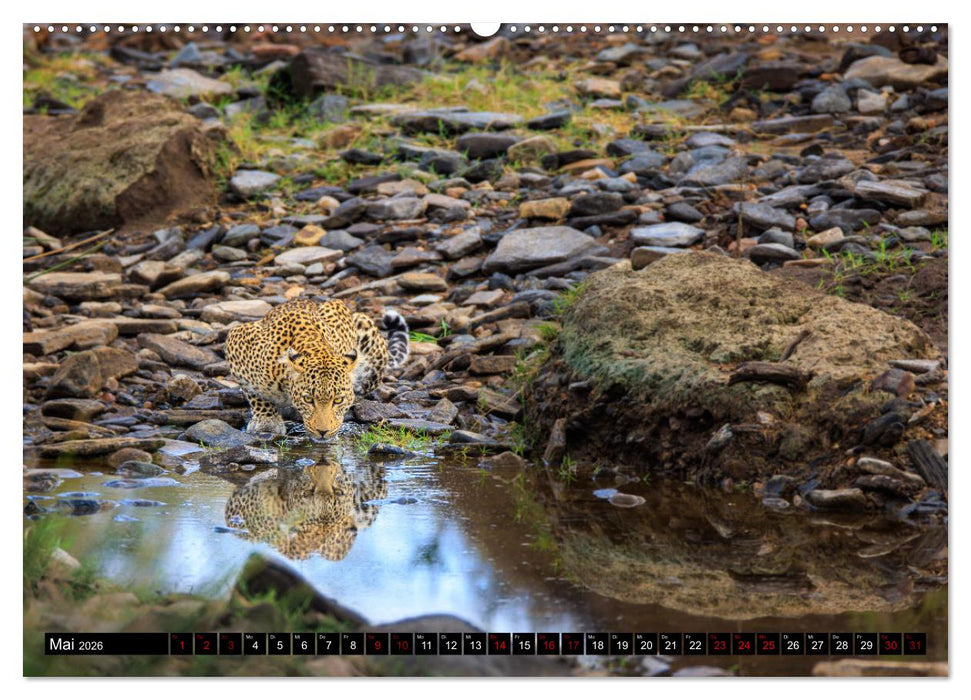 Afrikas Raubkatzen in eindrucksvollen Portraits (CALVENDO Premium Wandkalender 2026)