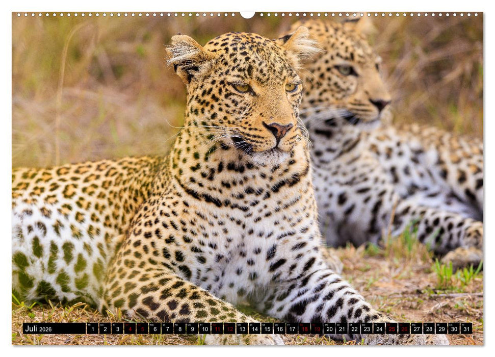 Afrikas Raubkatzen in eindrucksvollen Portraits (CALVENDO Premium Wandkalender 2026)