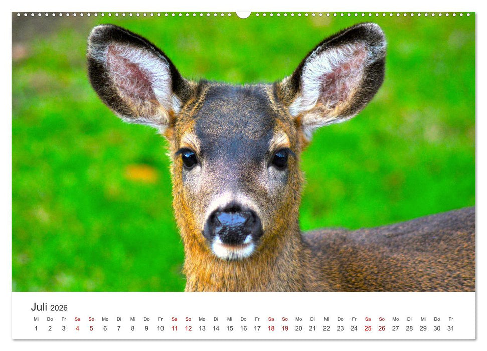 Rehkitz - Flinke kleine Bambis. (CALVENDO Premium Wandkalender 2026)