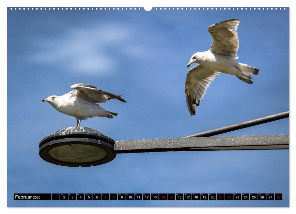 MÖWEN Freche Schreihälse (CALVENDO Premium Wandkalender 2026)