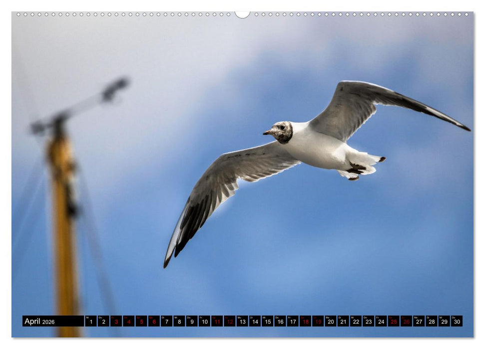 MÖWEN Freche Schreihälse (CALVENDO Premium Wandkalender 2026)
