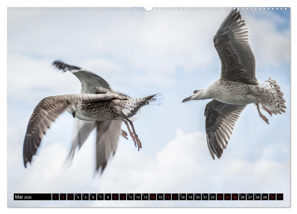 MÖWEN Freche Schreihälse (CALVENDO Premium Wandkalender 2026)