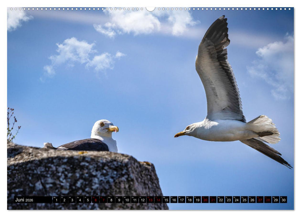 MÖWEN Freche Schreihälse (CALVENDO Premium Wandkalender 2026)