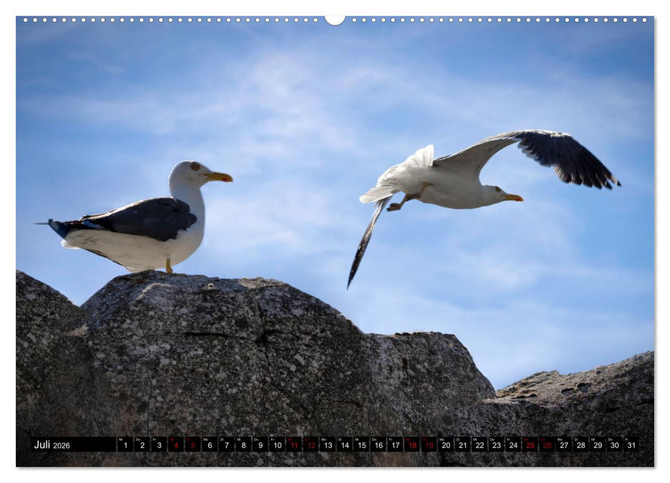 MÖWEN Freche Schreihälse (CALVENDO Premium Wandkalender 2026)