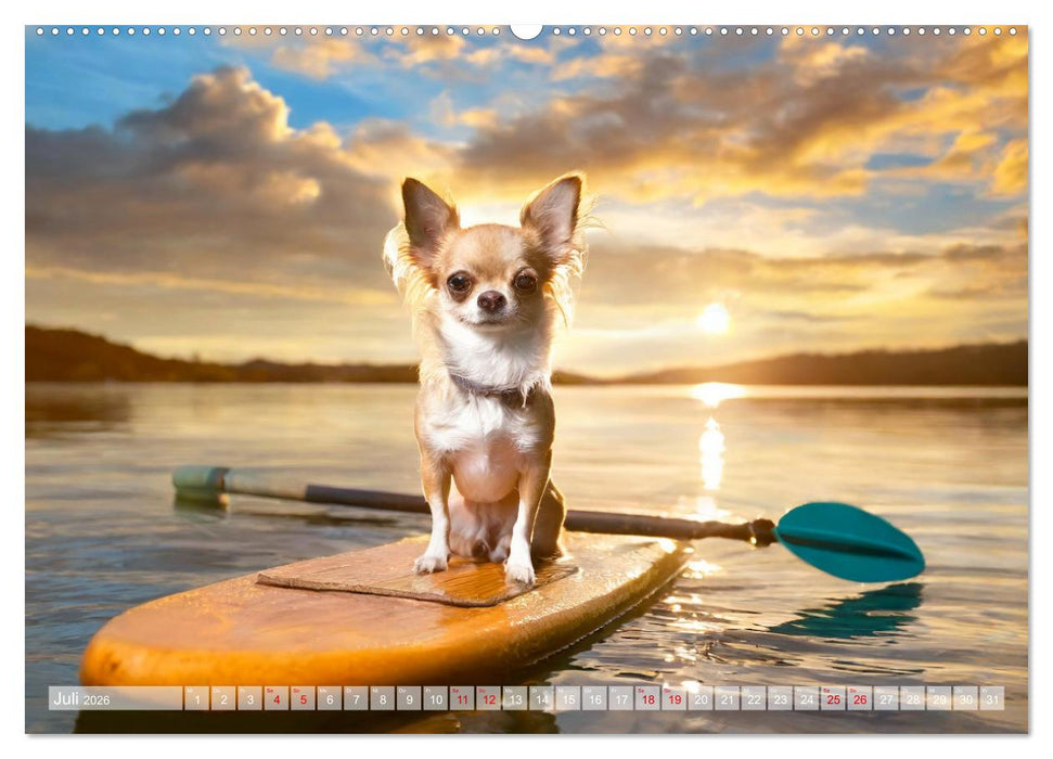 Chillige Chihuahuas - Entspannte Fellnasen genießen das Leben (CALVENDO Premium Wandkalender 2026)