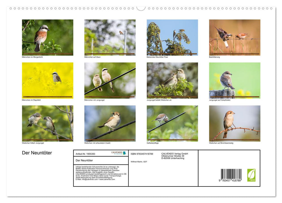 Der Neuntöter (CALVENDO Premium Wandkalender 2026)
