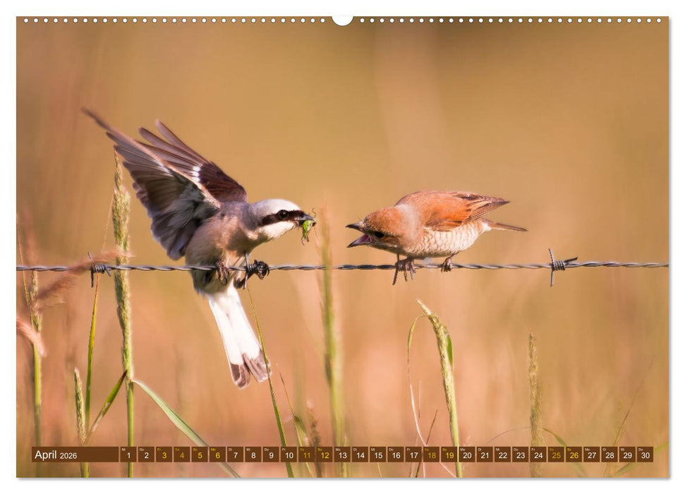 Der Neuntöter (CALVENDO Premium Wandkalender 2026)